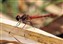 Dragonflies at Gosberton