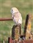 Barn Owl April 2010